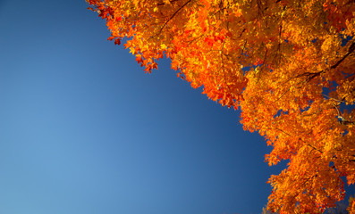 Autumn Leaves And Blue Sky. Branch of a Maple tree at peak fall color with a blue sky background. Shot in horizontal orientation with vibrant color and copy space.