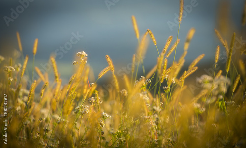 Field / lawn of flowers, Slovenia © Matic Štojs Lomovšek