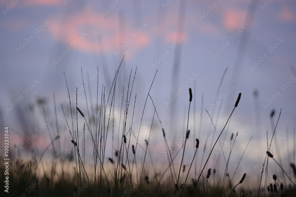 Gräser im Sonnenuntergang Gräser im Sonnenuntergang
