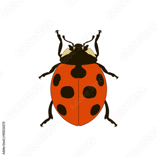 ladybug © pilarnet