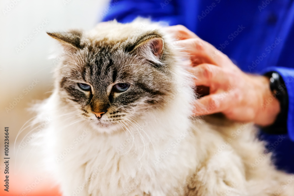 Naklejka premium Cat