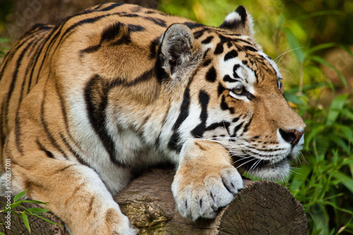 Sibirischer Tiger  Panthera tigris altaica 