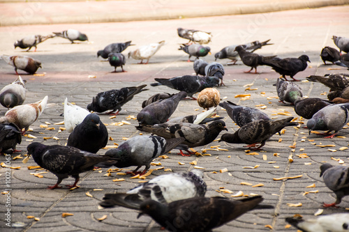 Rock pigeon in the park