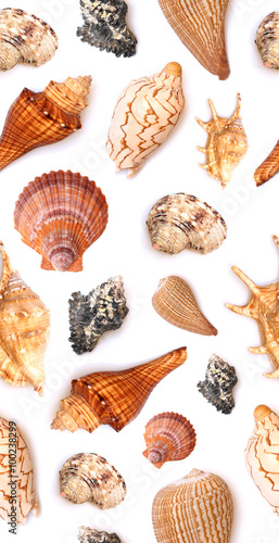 Seamless Seashell Pattern
