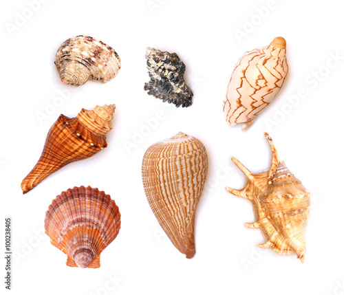 Seven Seashells