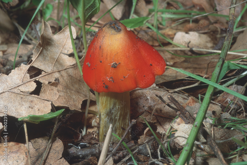 Hygrocybe conica Hygrocybe conica