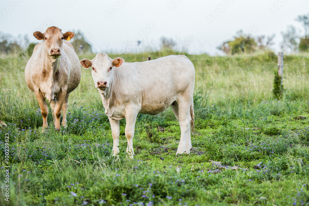 Cows in the paddock during the day in Queensland Cows in the paddock during the day in Queensland