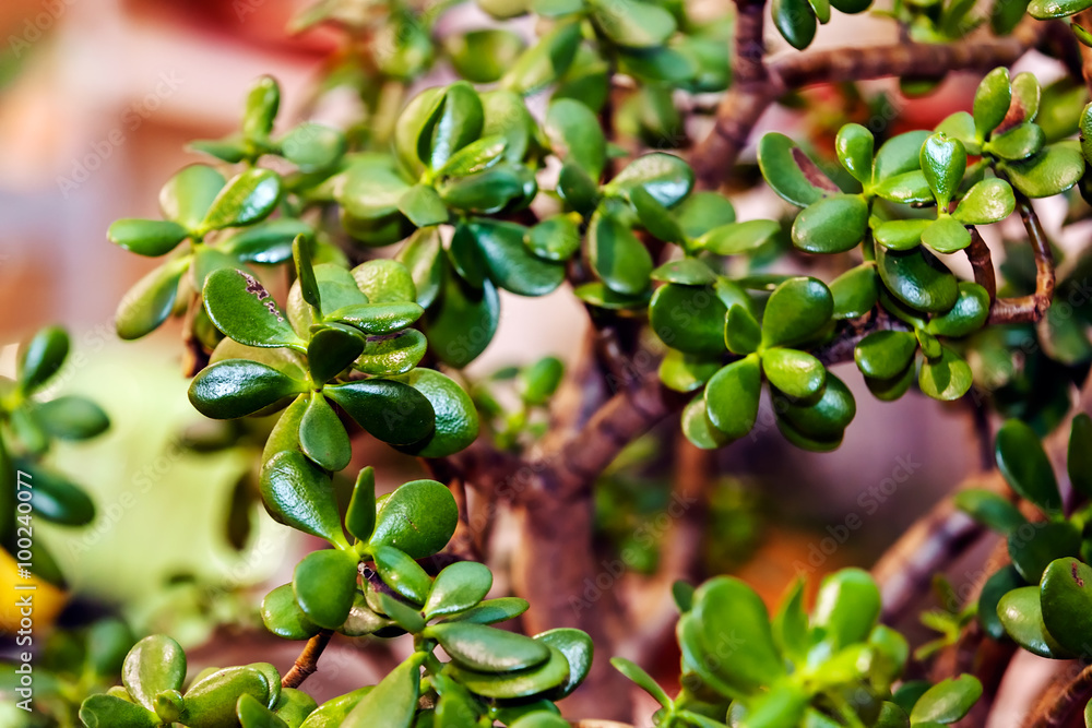 Fototapeta premium Green plants
