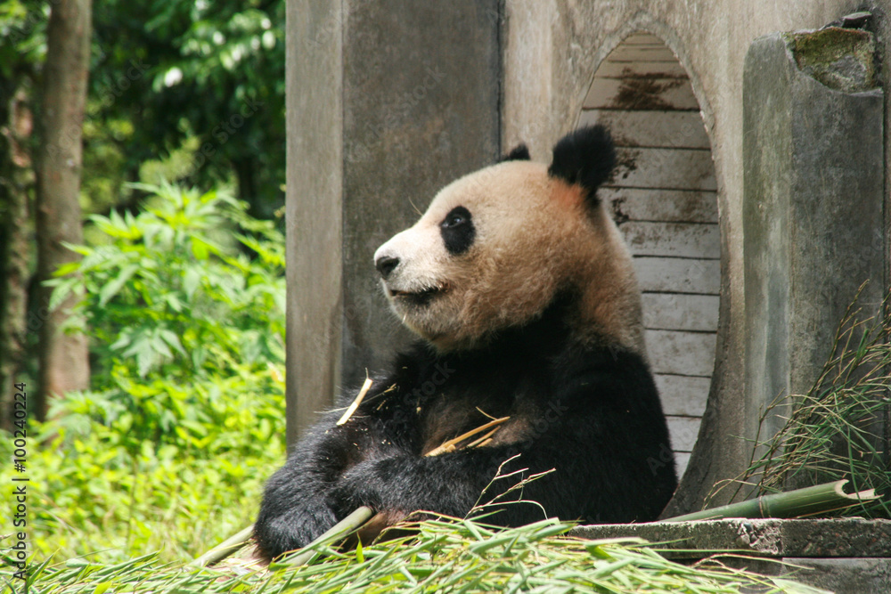 Fototapeta premium giant panda in protection and research center of Yaan, Bifengxia base,china