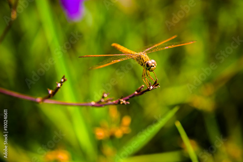 Deadlock Dragonfly © r_tee
