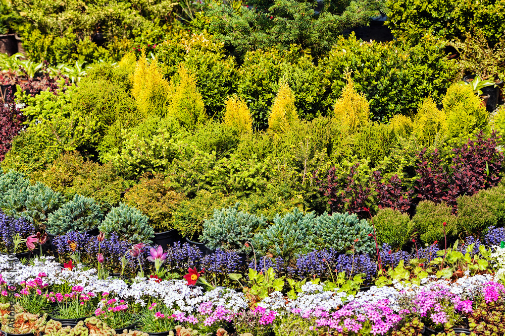 Colorful flowers Colorful flowers
