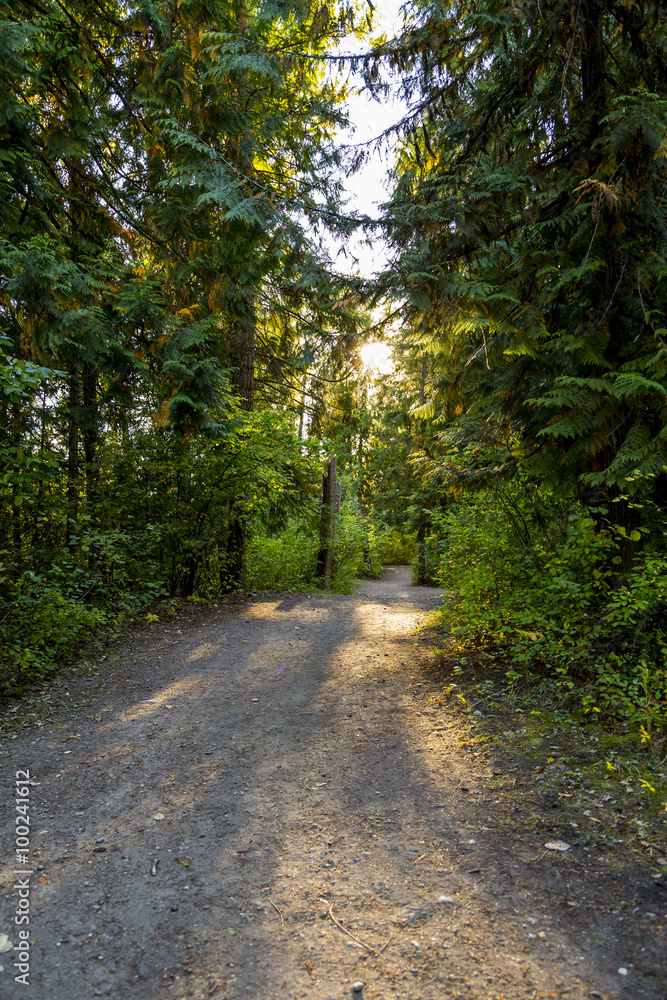 Naklejka premium Scenic Trail Through The Forest
