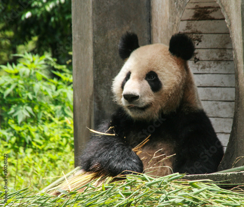 giant panda in protection and research center of Yaan, Bifengxia base,china photo