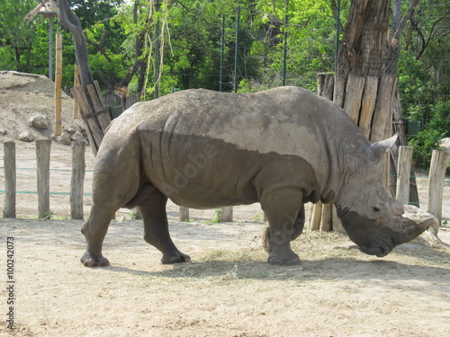 Dirty rhinoceros in Budapest's zoo