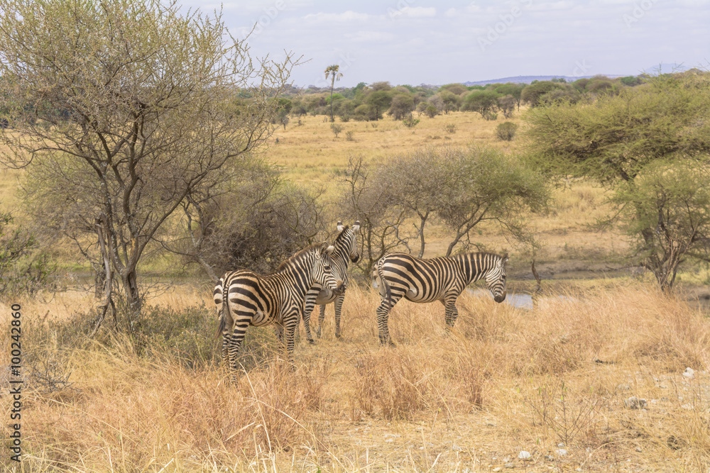 Obraz premium タンザニアのタランギレ国立公園