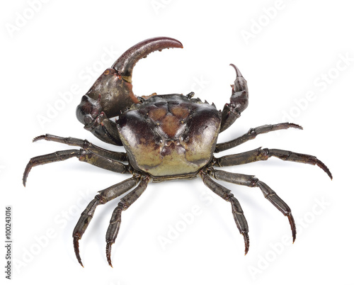 Male field crab on white background.