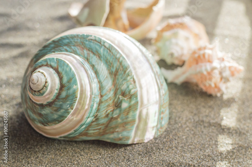 Big ocean shells on the sand  photo