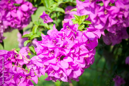Bougainvillea Flower
