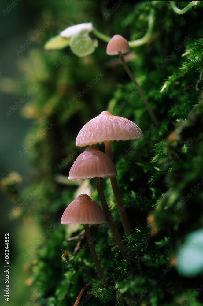 Fungo, Mycena Fungo, Mycena