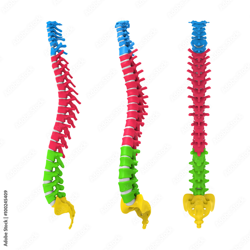 Human Spine Anatomy Stock Illustration Biology Diagrams