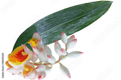 Sell Ginger Flower and Leaf