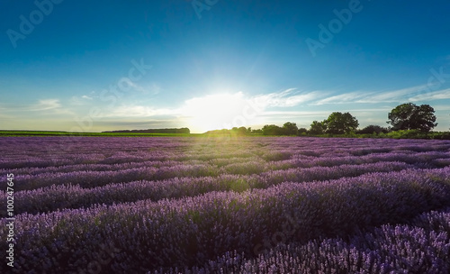Sunset over beautiful lavender field  aerial view