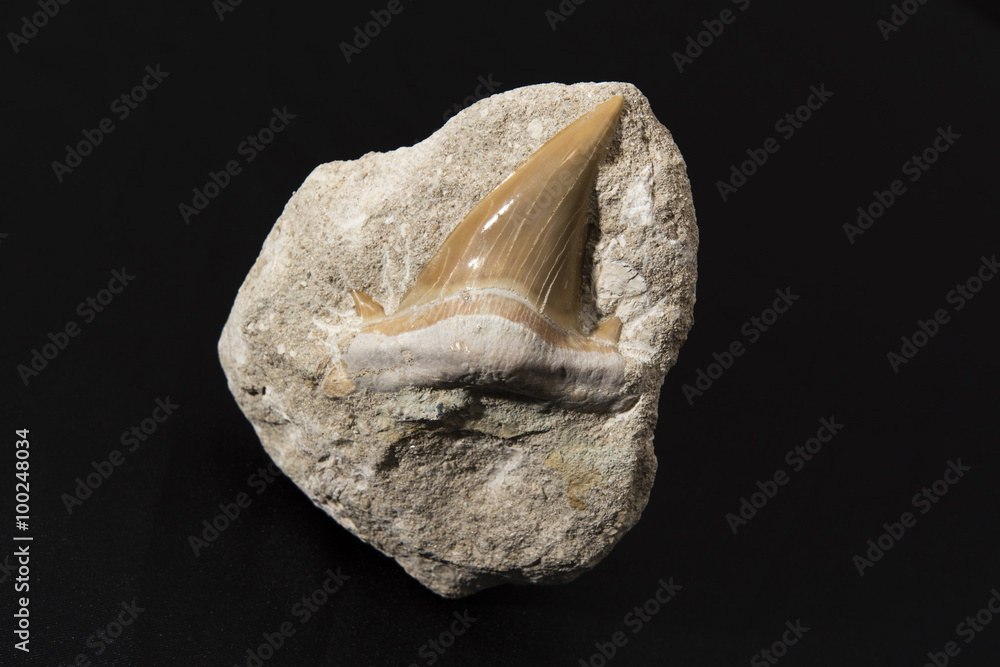 large fossilized shark tooth in rock large fossilized shark tooth in rock