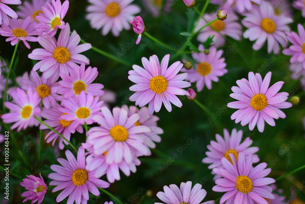 Fototapeta premium Background of Asters