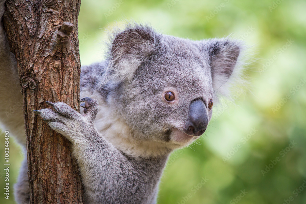 Fototapeta premium Koala on the tree