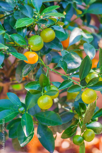 mandarine tree