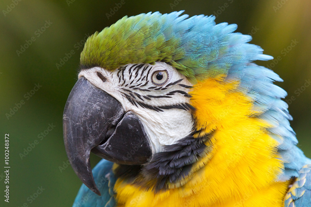 macaw parrot