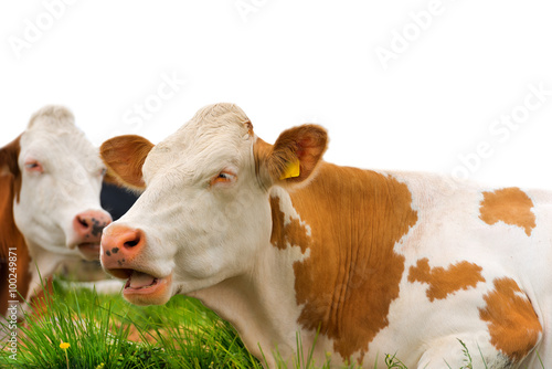Brown and White Cows Isolated on White / Detail of brown and white cows resting on a green pasture. Isolated on white background