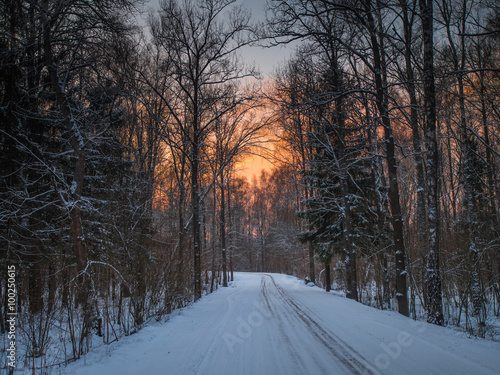Forest road on a cold winter evening