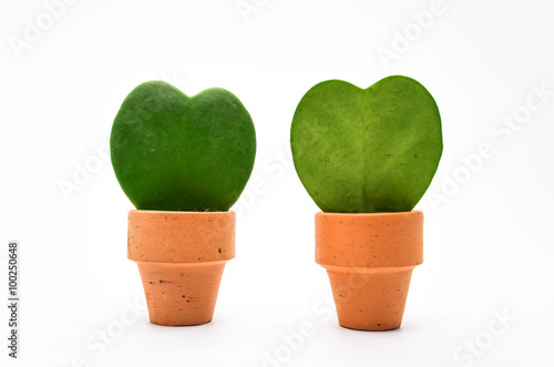 Hoya plant, heart shape leaf