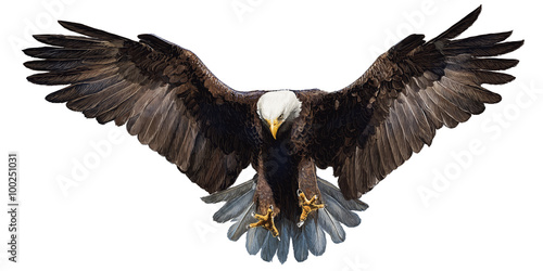 Obraz na plátně Bald eagle landing hand draw and paint on white background vector illustration
