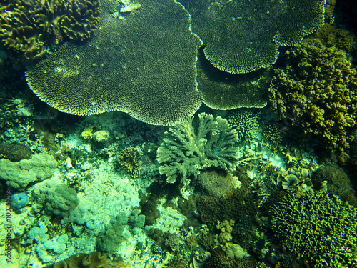 Coral Sea  Bali  Indonesia