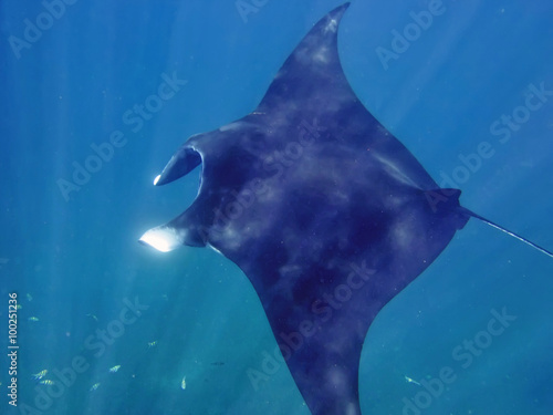 manta ray,Coral Sea, Bali, Indonesia © vladislav333222