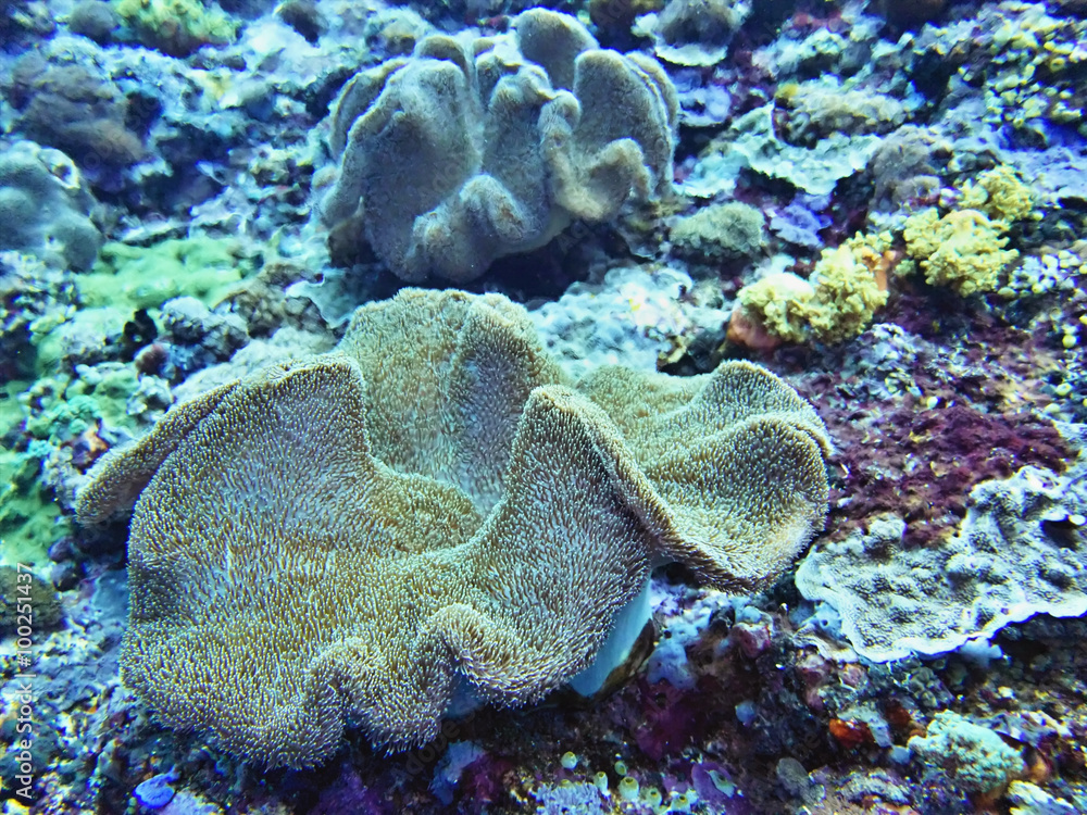 Naklejka premium Coral Sea, Bali, Indonesia