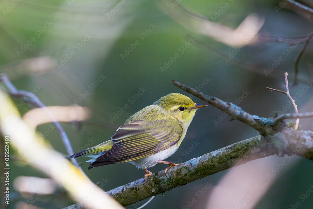 Fototapeta premium Wood Warbler on a branch