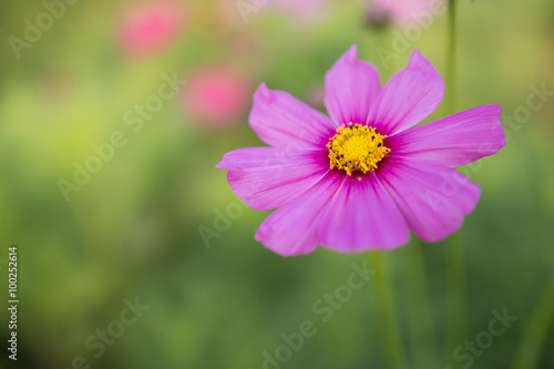 Cosmos bipinnatus cloroful flowers garden in spring © frank29052515