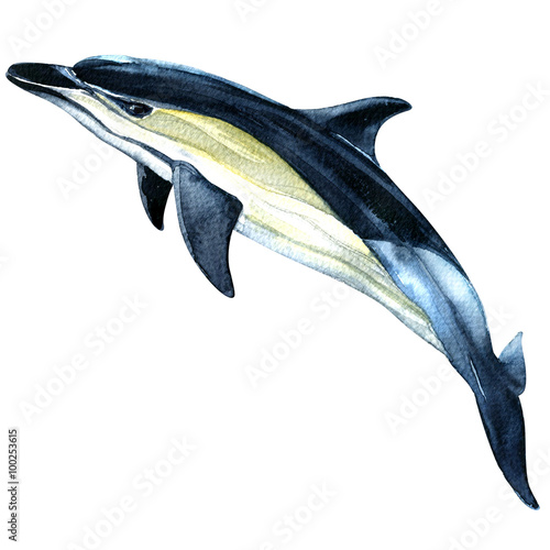 watercolor dolphin isolated on a white background photo