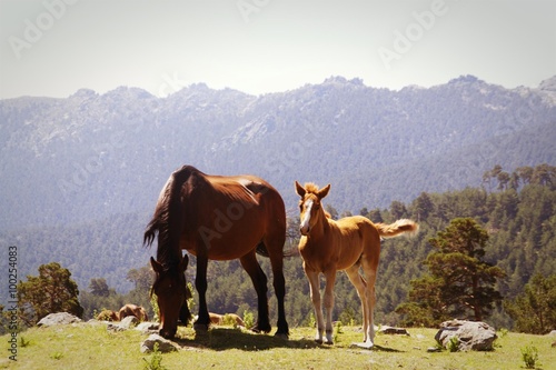 Wallpaper Mural horses Torontodigital.ca