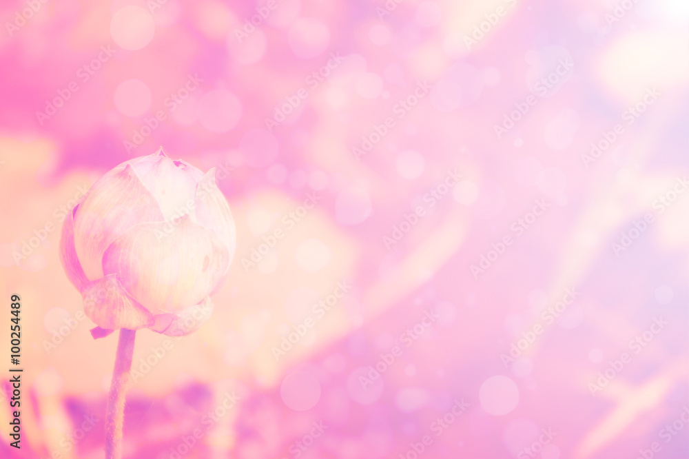 lotus pink background - obrazy, fototapety, plakaty 