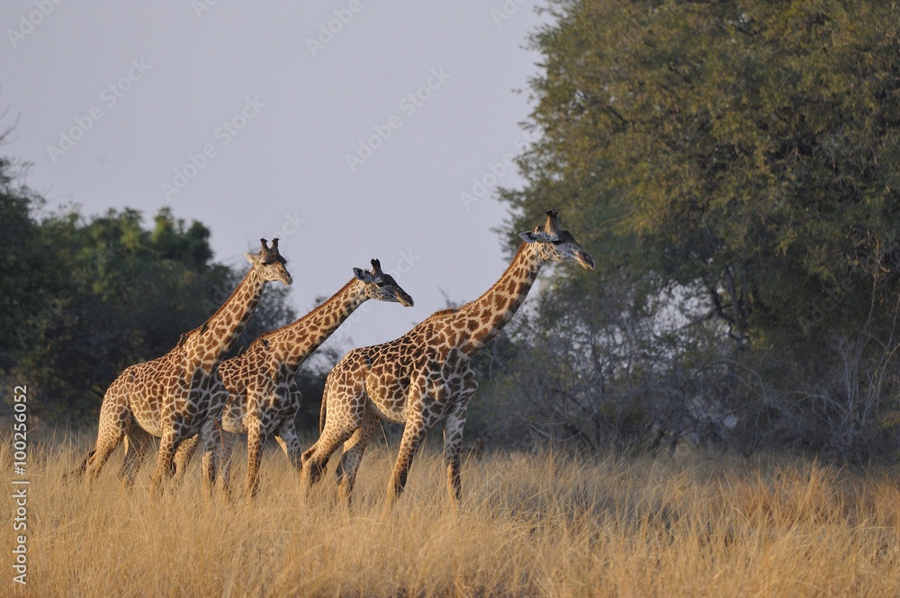 Fototapeta premium girafes de Thornicroft South Lwangua Zambie Afrique
