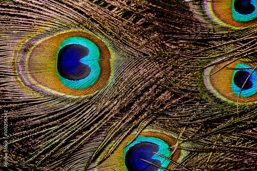 Fototapeta premium Peacock Feather Macro