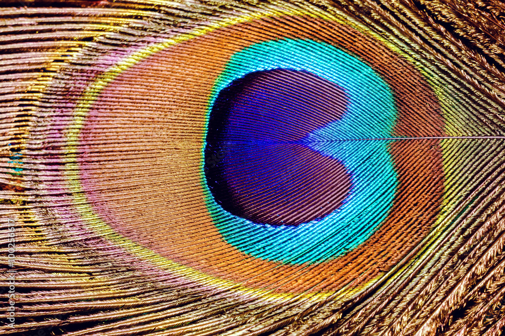 Obraz premium Peacock Feather Macro