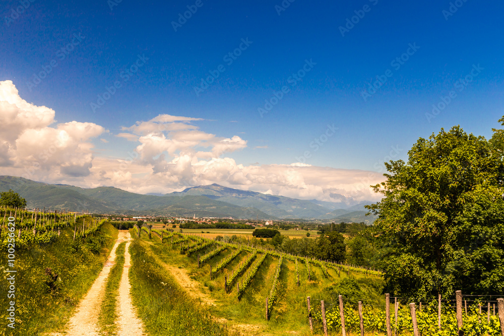 Naklejka premium grapevine field in the italian countryside