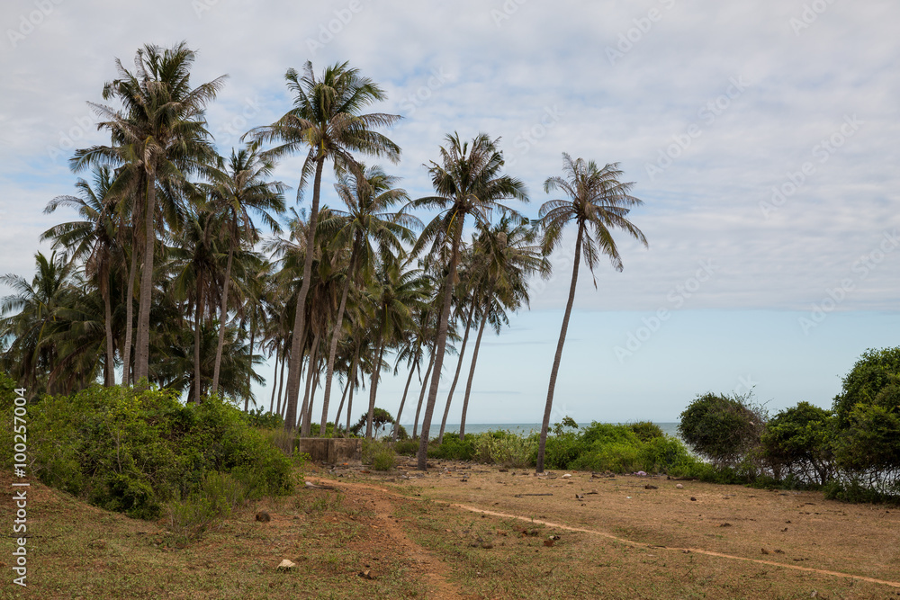 Palmen am Sandstrand in Vietnam bei Phu Hai