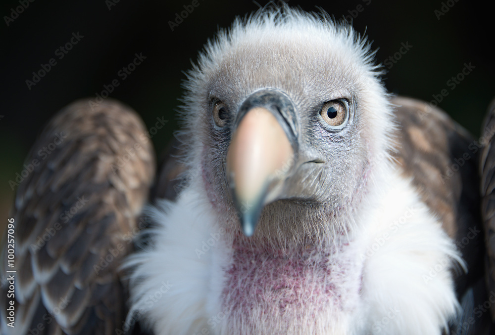 Eurasian griffon vulture portrait, Gyps fulvus Eurasian griffon vulture portrait, Gyps fulvus
