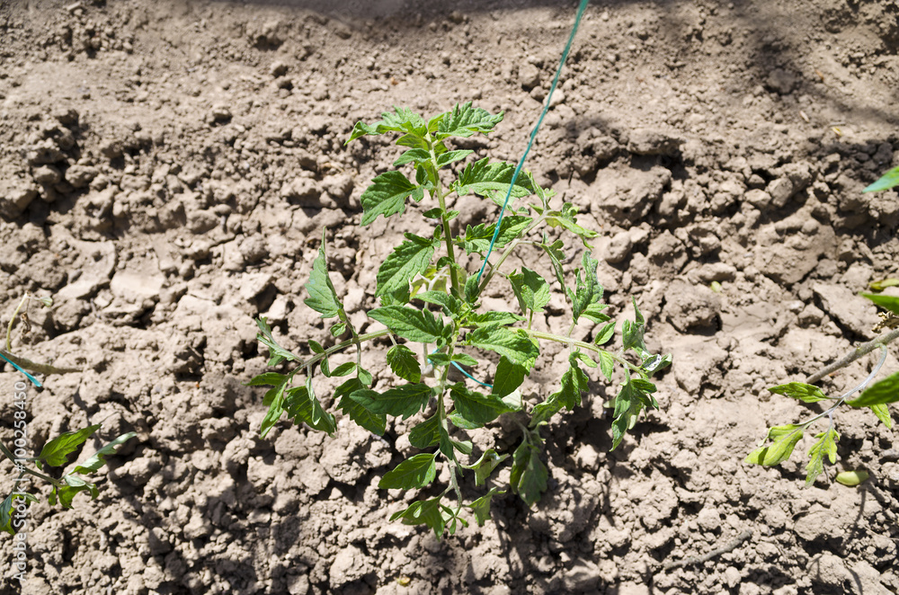 Growing bio vegetables in the northern Bulgaria Growing bio vegetables in the northern Bulgaria